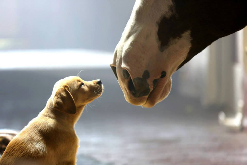 Puppy and Horse Meeting.