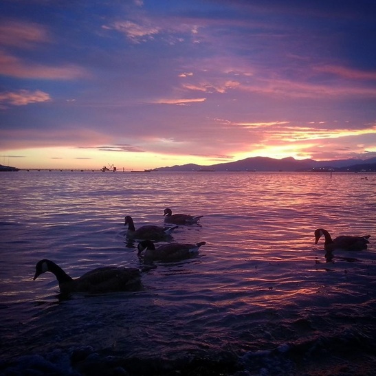 God Dieux Photography ~ Vancouver Sunset with Geese