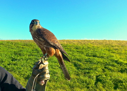 Falconry in Renwick New Zealand ~ The spiritual writings of God Dieux