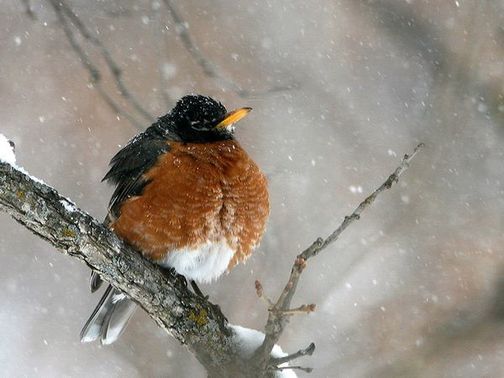 Little Bird in Snow.  