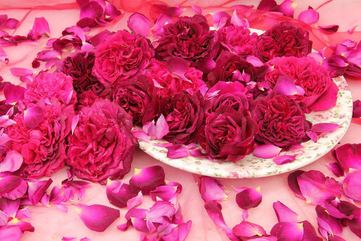 Roses ~ Open Wide ~ Love ~ God Dieux 