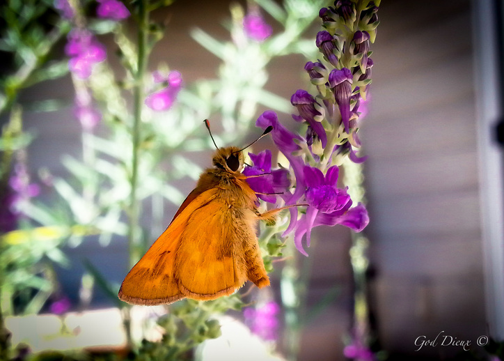 Orange Butterfly ~ God Dieux Spirituality