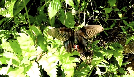 Papillon Mystique ~ God Dieux Photography and Blog