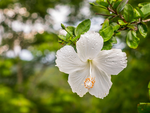 God Dieux Photography ~ Hibiscus Flower Thailand